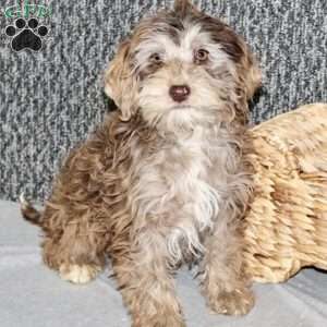 Olive, Portuguese Water Dog Mix Puppy